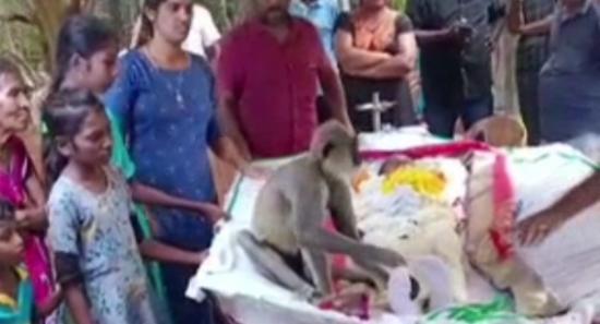 Monkey weeps at the funeral of the man who fed him